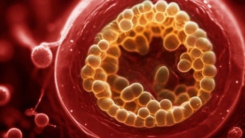 Gebeliğin sırları çözülüyor: Dünyanın ilk mini rahmi üretildi