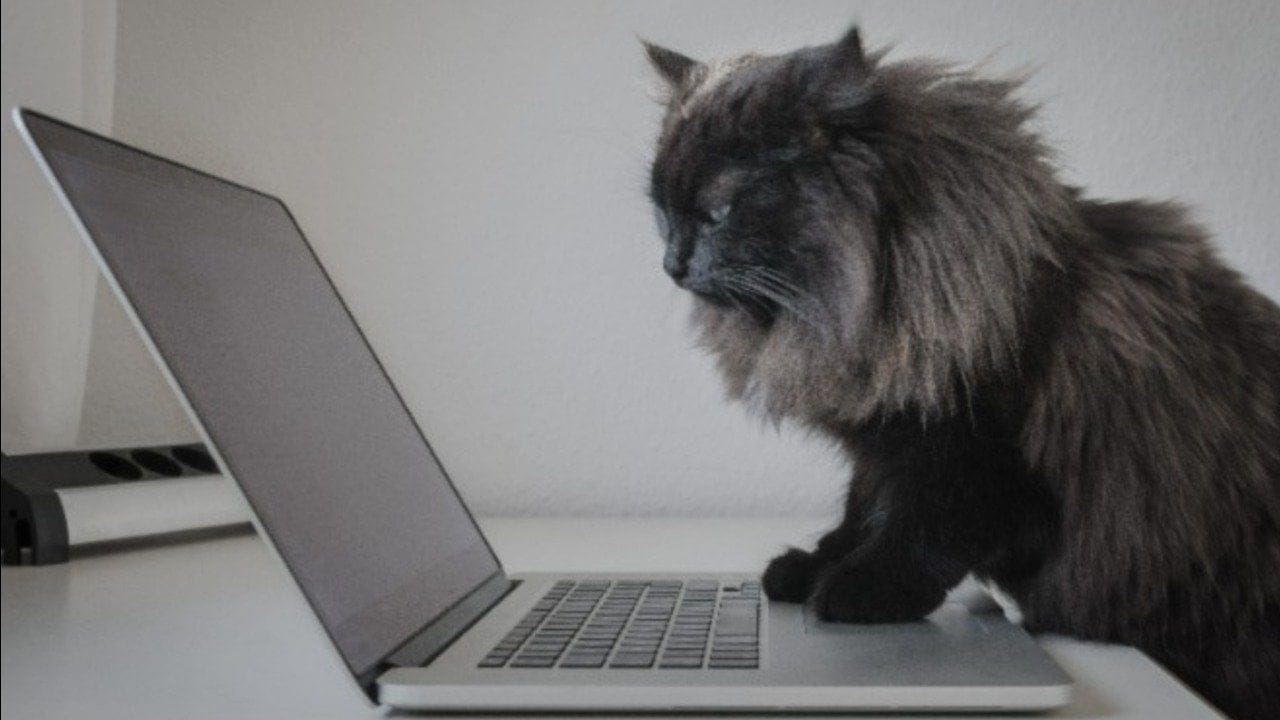 Mac kullanıcılarını ilgilendiriyor: Kedi kilidi uygulaması yayınlandı!