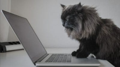 Mac kullanıcılarını ilgilendiriyor: Kedi kilidi uygulaması yayınlandı!