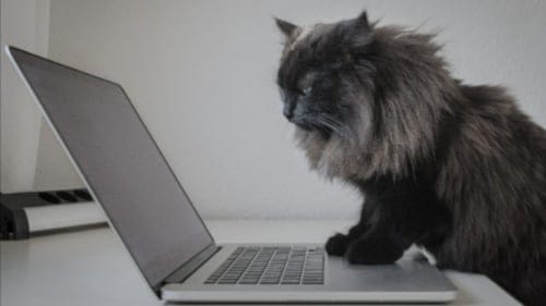 Mac kullanıcılarını ilgilendiriyor: Kedi kilidi uygulaması yayınlandı!
