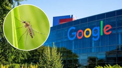 Google’dan sıra dışı plan: 32 milyon sivrisinek gökyüzüne bırakılacak!