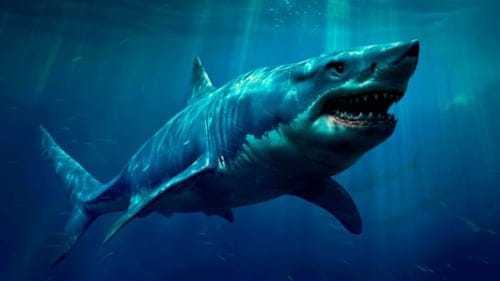 Tarihin En Büyük Canlılarından Megalodon Sanılandan Daha Büyük Olabilir