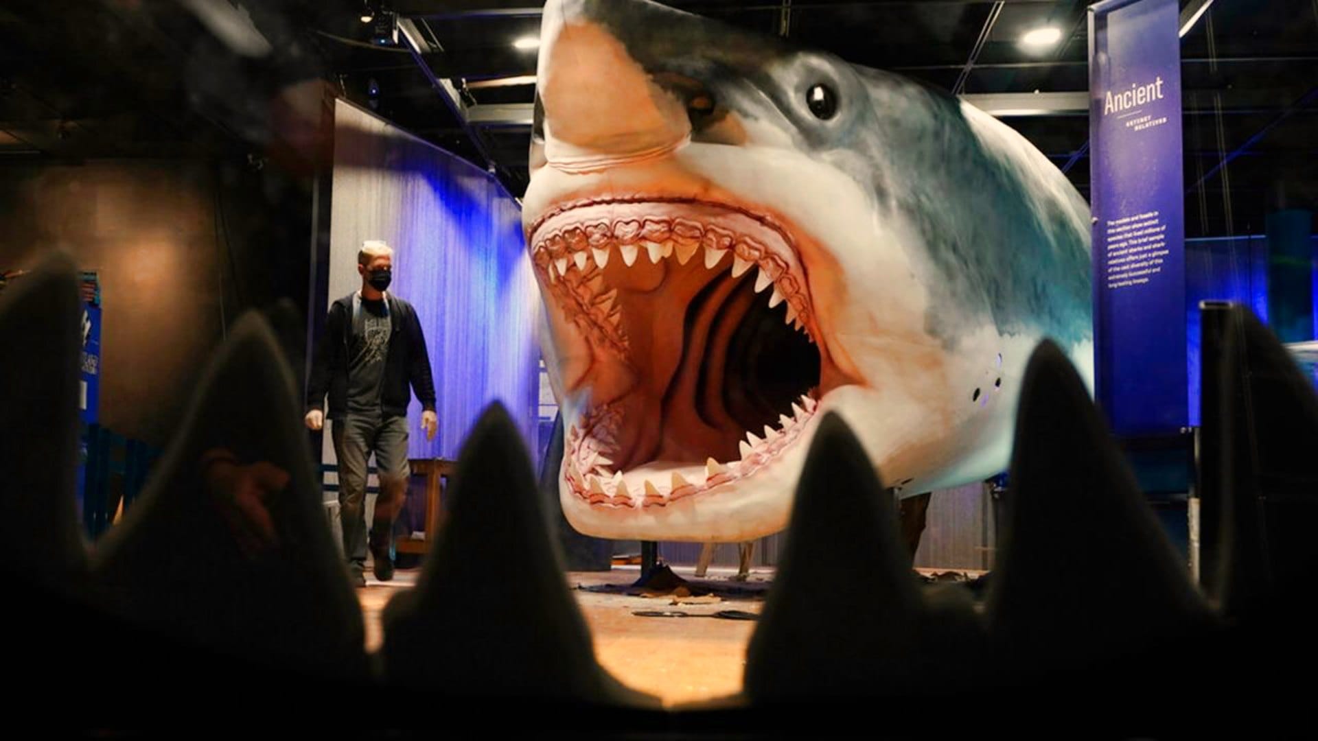 megalodon.jpg